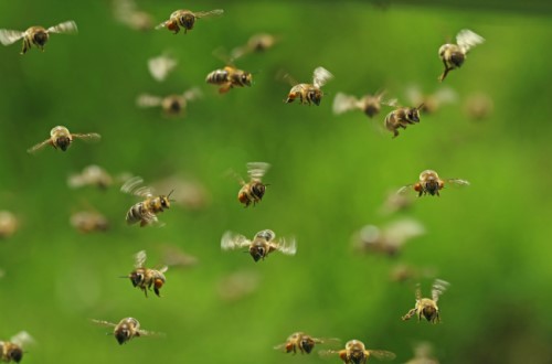 bees swarm